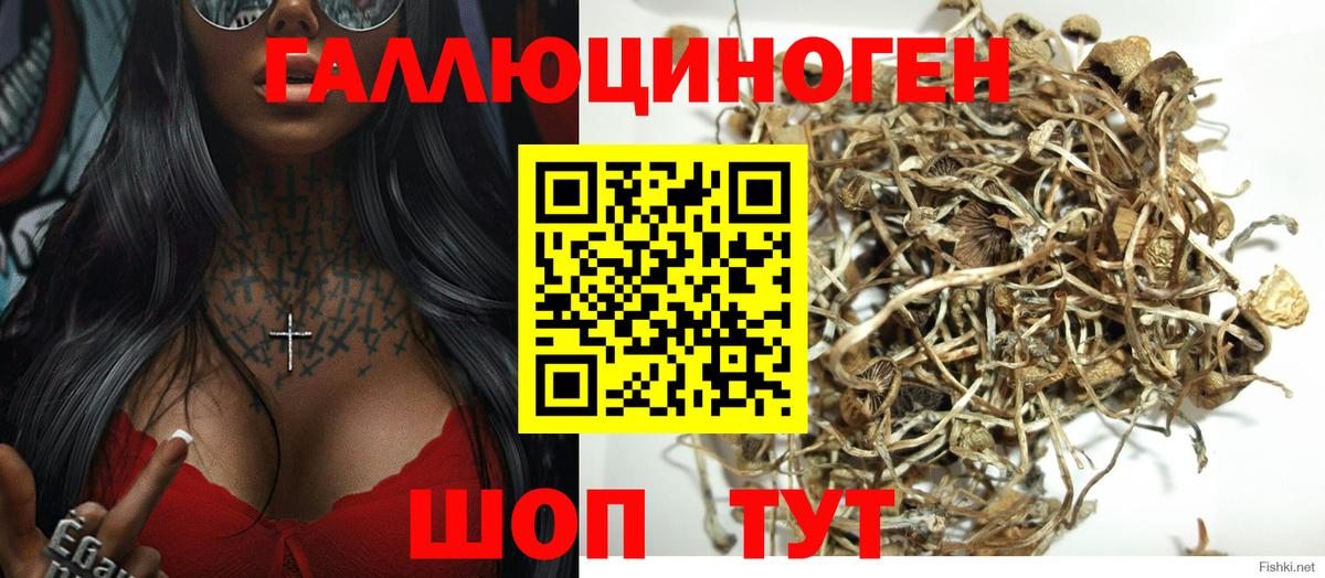 купить закладку  Вход с VPN  Тимашёвск  Псилоцибиновые грибы Psilocybine cubensis 